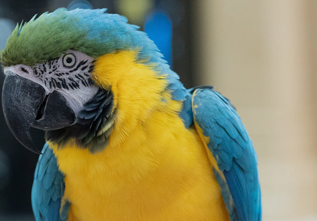 Pet Toys: Fun and Essential for Your Pets